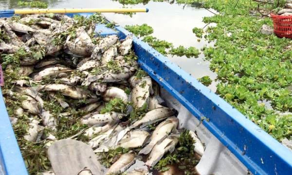 Bình Dương: Người dân vớt cá chết về cho heo ăn, ướp muối